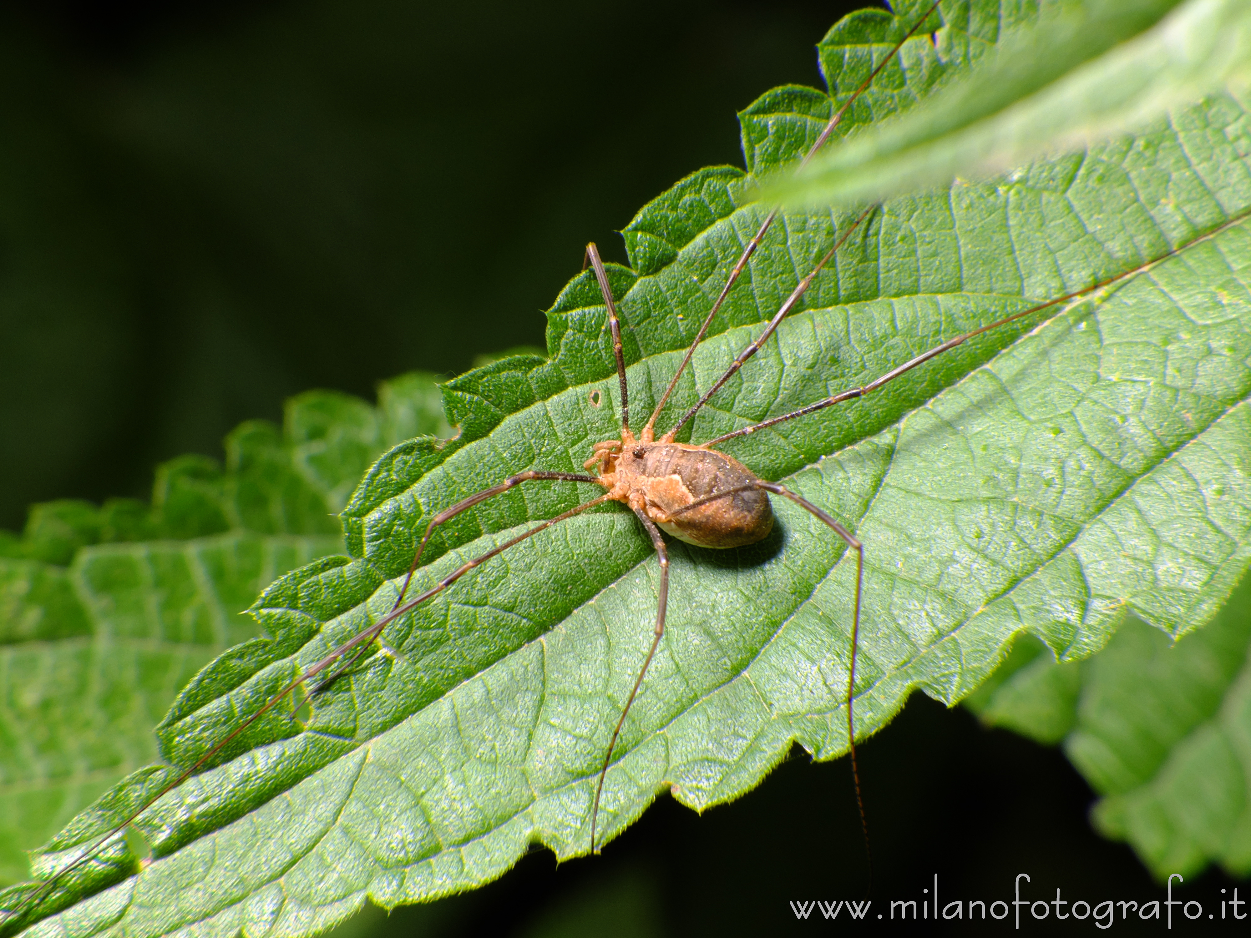 Cadrezzate (Varese, Italy) - Female Phalangium opilio